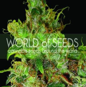 Northern Light x Skunk Feminised Seeds