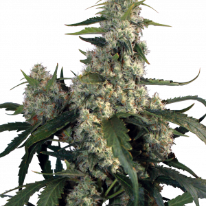 Quasar Feminised Seeds