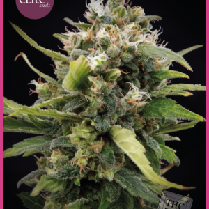 La Rica Classic THC Feminised Seeds