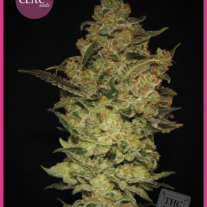 Caprichosa Thai Feminised Seeds