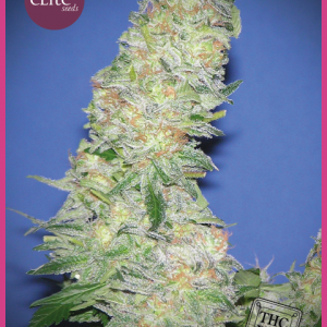 Mota Khan Afghani Feminised Seeds
