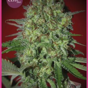 Bestial Skunk Feminised Seeds
