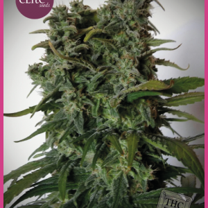 Elite 47 Feminised Seeds