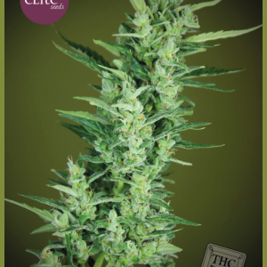 Elite 47 Auto Feminised Seeds