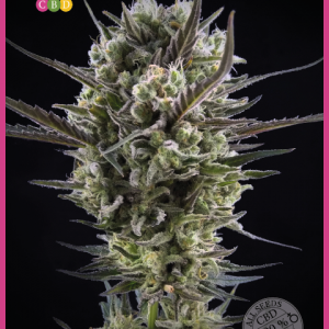 Llimonet Haze Classic CBD Feminised Seeds