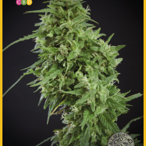 Amnesia Haze Ultra CBD Feminised Seeds
