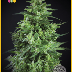 Llimonet Haze Ultra CBD Feminised Seeds