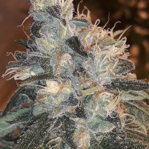Candy Glue Feminised Seeds