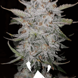 Forum Stomper Auto Feminised Seeds