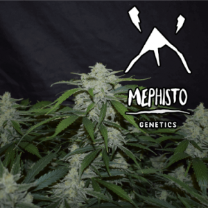 Fugue State Auto Feminised Seeds