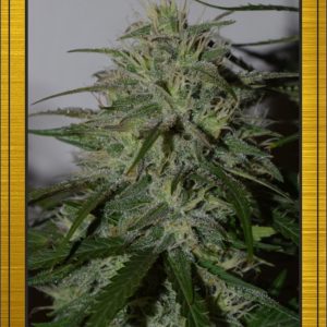 White Chem Auto Feminised Seeds
