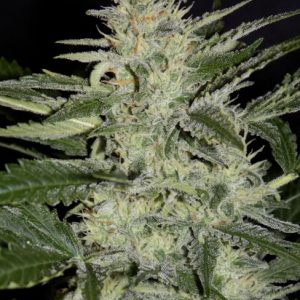 White Crack Auto Feminised Seeds