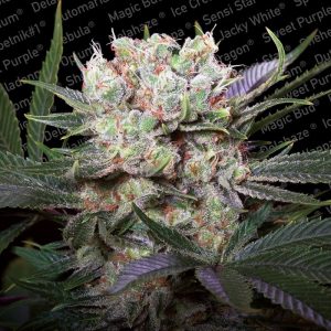 Californian Gold Feminised Seeds