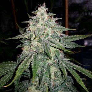 4 Assed Monkey Auto Feminised Seeds
