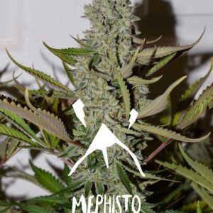 Northern Cheese Haze Auto Feminised Seeds