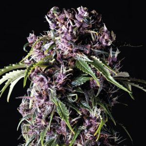 Purple Feminised Seeds