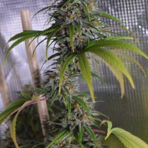 Dead Lights CBD Regular Seeds