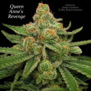 Queen Anne's Revenge Regular Seeds
