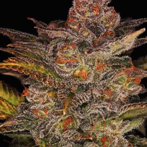 Blueberry Glue Auto (formerly Glueberry Auto) Feminised Seeds