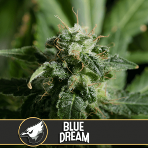 Blue Dream Feminised Seeds