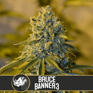 Bruce Banner #3 Feminised Seeds