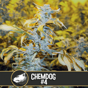 Chemdog #4 Feminised Seeds
