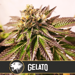 Gelato Feminised Seeds