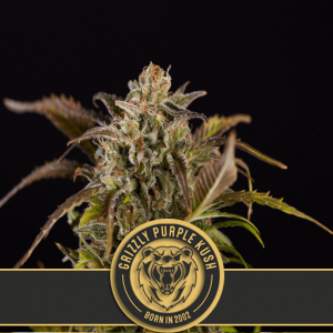 Grizzly Purple Kush Feminised Seeds