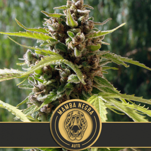 Mamba Negra Auto Feminised Seeds