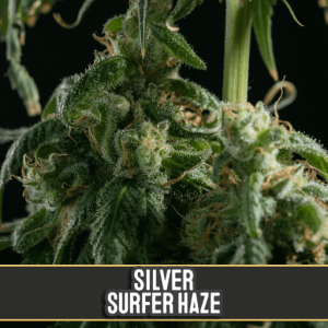 Silver Surfer Haze Feminised Seeds