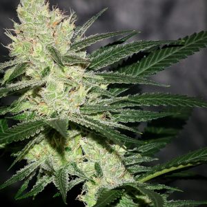 Pucker Punch Regular Seeds
