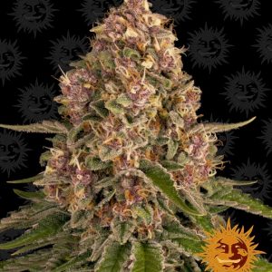 Pink Kush Feminised Seeds