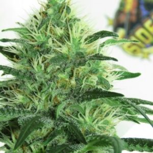 Sideral Feminised Seeds