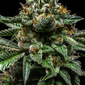 Chempie Feminised Seeds