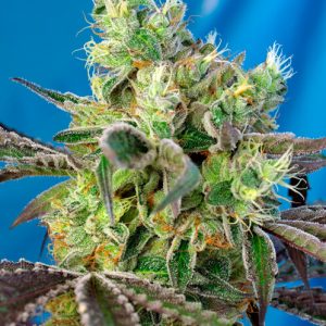 Do-Sweet-Dos Feminised Seeds