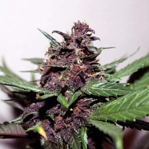 Swiss Dream Rose CBD Auto Feminised Seeds