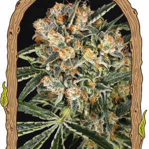 Hippie Therapy CBD Feminised Seeds
