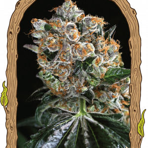 Malasaña Cookies Feminised Seeds