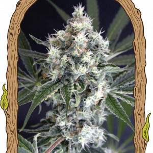 Medxotic Pure CBD Feminised Seeds