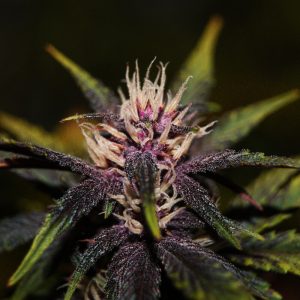 Purplediol CBD Auto Feminised Seeds
