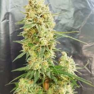 Gorilla Banana Feminised Seeds
