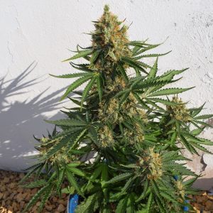 Lemon Haze Auto Feminised Seeds