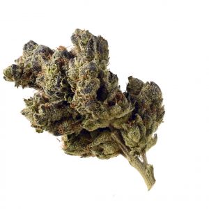 Blue Magic Feminised Seeds