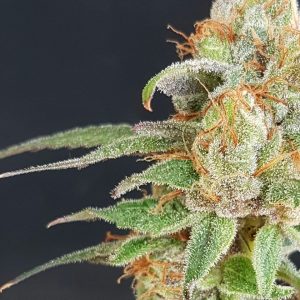 Wedding Cake Feminised Seeds
