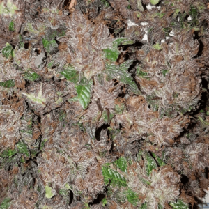 Phantom Cookies Domina Feminised Seeds