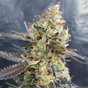 CandyLand Feminised Seeds