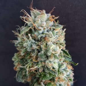 Chemdog Millionaire Guava Feminised Seeds