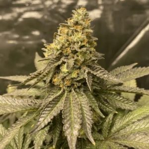 Girl Scout Cookies Auto Feminised Seeds