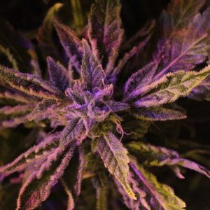 Doctor's Choice #1 Auto Feminised Seeds