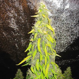 Rock Machine Auto Feminised Seeds